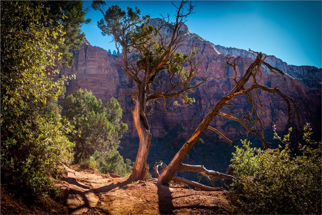 Another beautiful tree