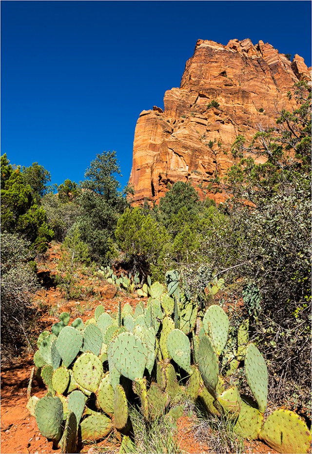The green cacti makes a stark reminder of the harsh conditions.