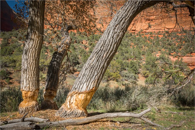Beaver work in progress