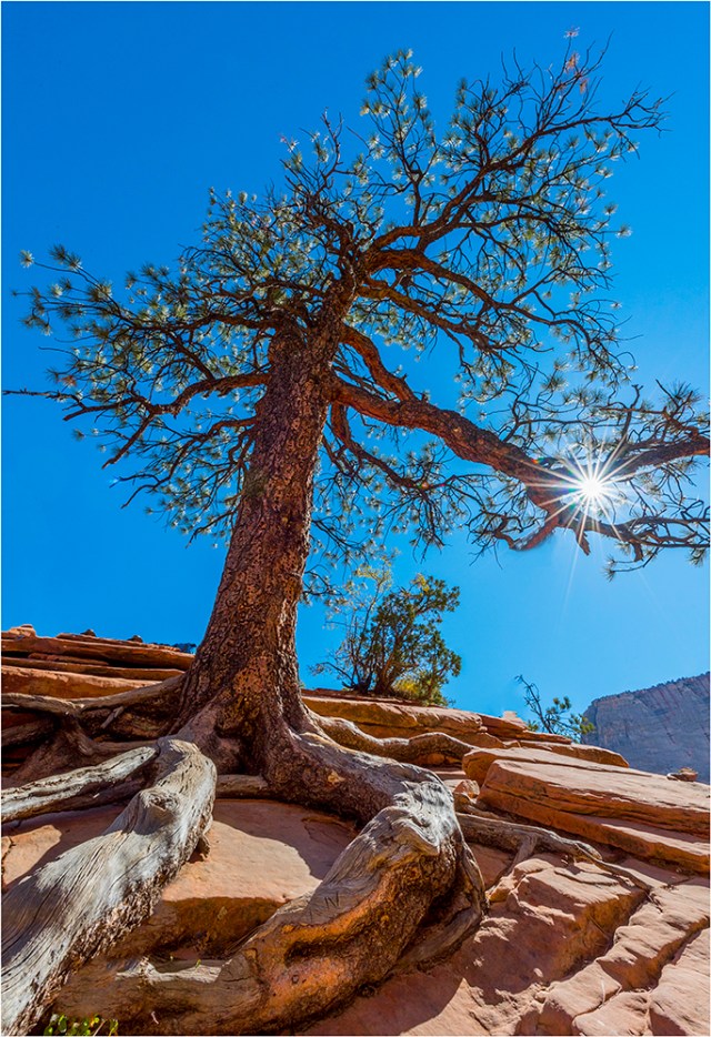 Scouts Lookout Sunstar