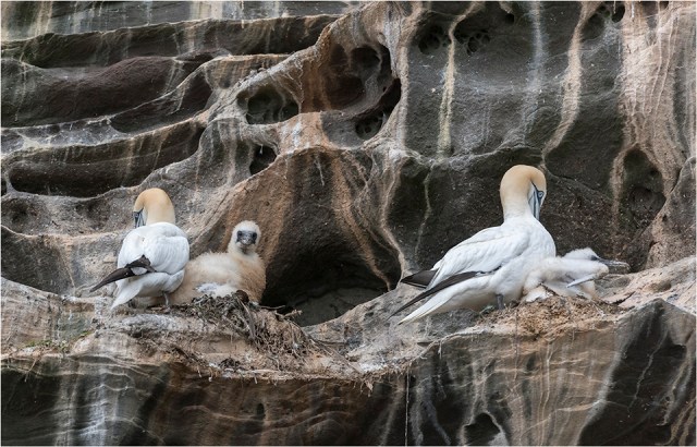 Northern Gannets with chicks